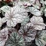 Heuchera 'Silver Scrolls' GM 2,0L