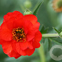 Geum chiloense 'Mrs Bradshaw' GM P9