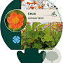 Geum coccineum 'Borisii' GM P9