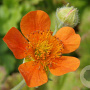 Geum coccineum 'Borisii' GM P9