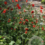 Geum 'Rubin' GM P9