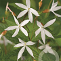 Gillenia trifoliata GM P9