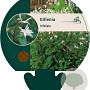Gillenia trifoliata GM P9