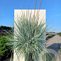Leymus arenarius 'Blue Dune' GM P9