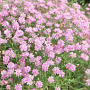 Gypsophila pacifica GM P9