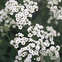 Gypsophila paniculata GM P9