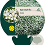 Gypsophila repens GM P9