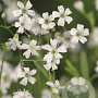 Gypsophila repens 'Alba' GM P9