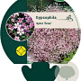 Gypsophila repens 'Rosea' GM P9