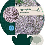 Gypsophila 'Rosenschleier' GM P9