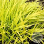 Hakonechloa macra 'All Gold' GM P9