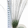 Molinia caerulea 'Heidebraut' 60-100 cm 12L