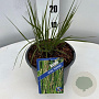 Molinia caerulea 'Heidebraut' GM C3