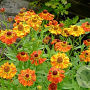 Helenium 'chepperfield' GM P9