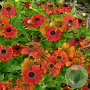 Helenium 'Red and Gold' GM P9