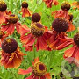 Helenium 'Crimson Beauty' GM P9