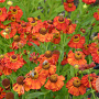 Helenium 'Indianersommer' GM P9