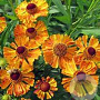 Helenium 'Kupfersprudel' GM P9