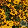 Helenium 'Rauchtopas' GM P9