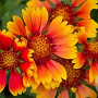 Helenium 'Rubinkuppel' GM P9
