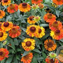 Helenium 'Short and Sassy' GM P9