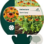 Helenium 'Short and Sassy' GM P9