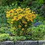 Helenium 'Sombrero' GM P9