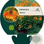 Helenium 'Waltraut' GM P9