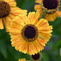 Helenium 'Wyndley' GM P9