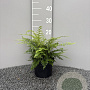 Polystichum braunii GM 2,0L