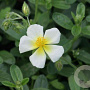 Helianthemum 'Elfenbeinglanz' GM P9