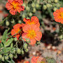 Helianthemum 'Fire Dragon' GM P9
