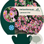 Helianthemum 'Lawrenson's Pink' GM P9