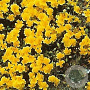 Helianthemum 'Sterntaler' GM P9