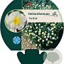Helianthemum 'The Bride' GM P9
