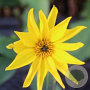 Helianthus atrorubens GM P9