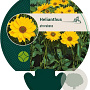 Helianthus atrorubens GM P9