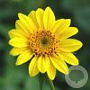 Helianthus dec. 'Capenoch Star' GM P9