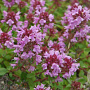 Thymus puleg. 'Purpurteppich' GM P9