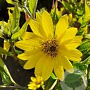 Helianthus 'Lemon Queen' GM P9