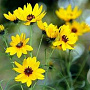 Helianthus salicifolius GM P9