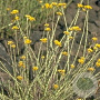 Helichrysum italicum GM P9