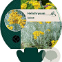 Helichrysum italicum GM P9