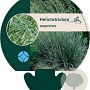 Helictotrichon sempervirens GM P9