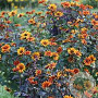 Heliopsis h. 'Bleeding Hearts' GM P9