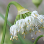 Allium cernuum album GM P9