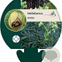 Helleborus foetidus GM P9