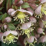 Helleborus lividus GM P9
