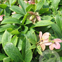 Helleborus o. 'Alvor' GM P9