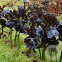 Helleborus o. Black Beauty GM P9